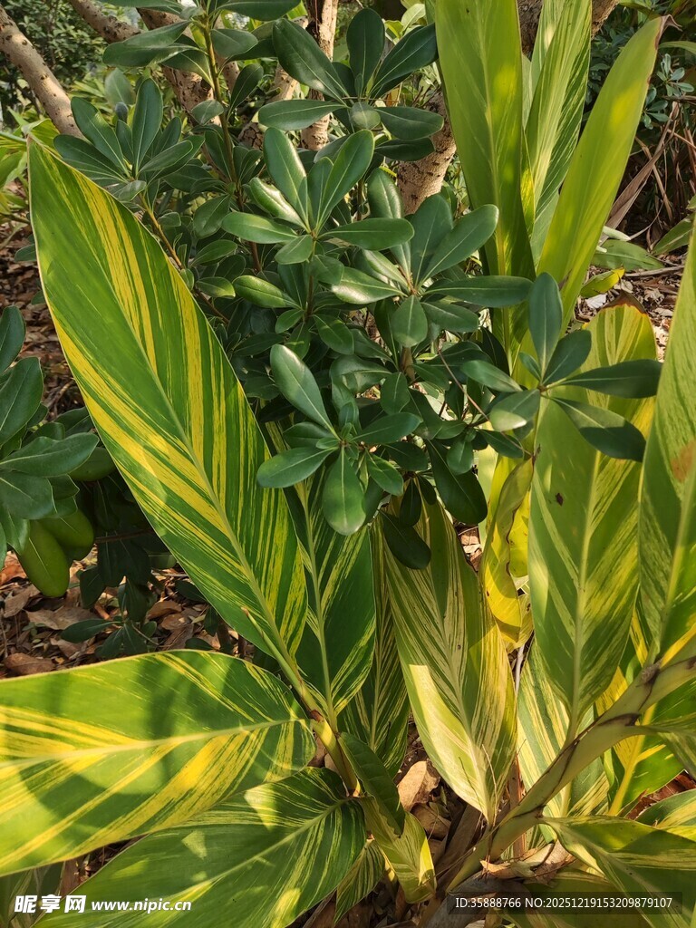 黄绿相间的独特植物叶片