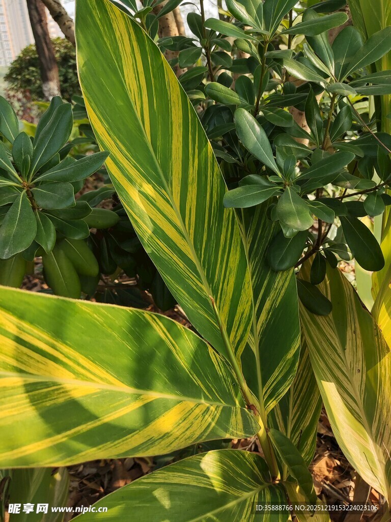 黄绿相间叶片的绿植