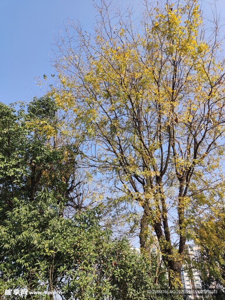 秋日黄叶树蓝天相映衬