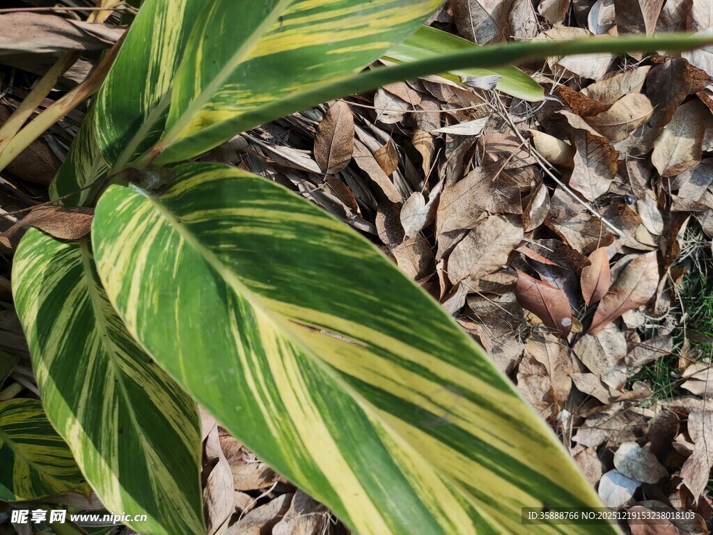 斑斓条纹绿植叶片特写