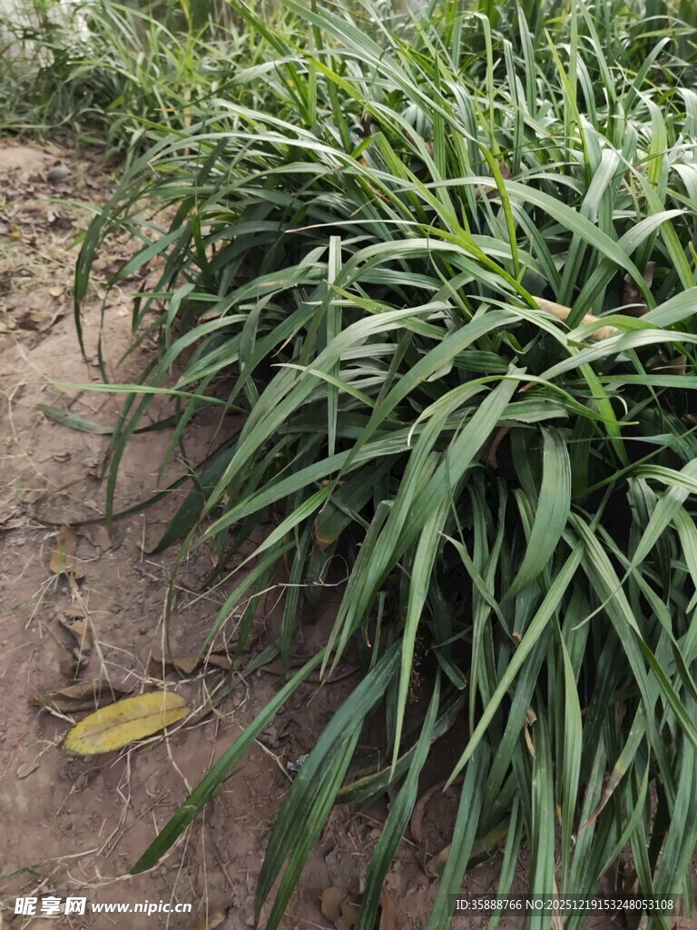 田间葱郁的绿色植物