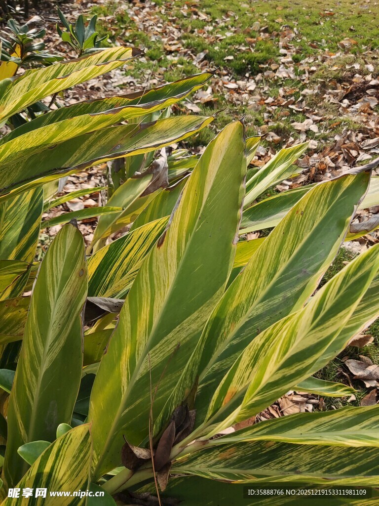 黄绿相间的斑斓植物叶片
