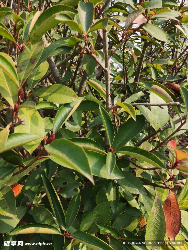 绿叶间的多彩植物景观