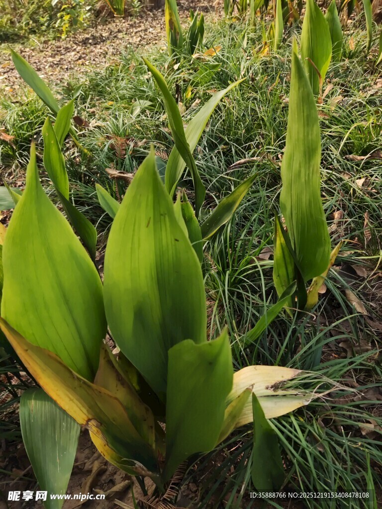 嫩绿植物生机勃勃