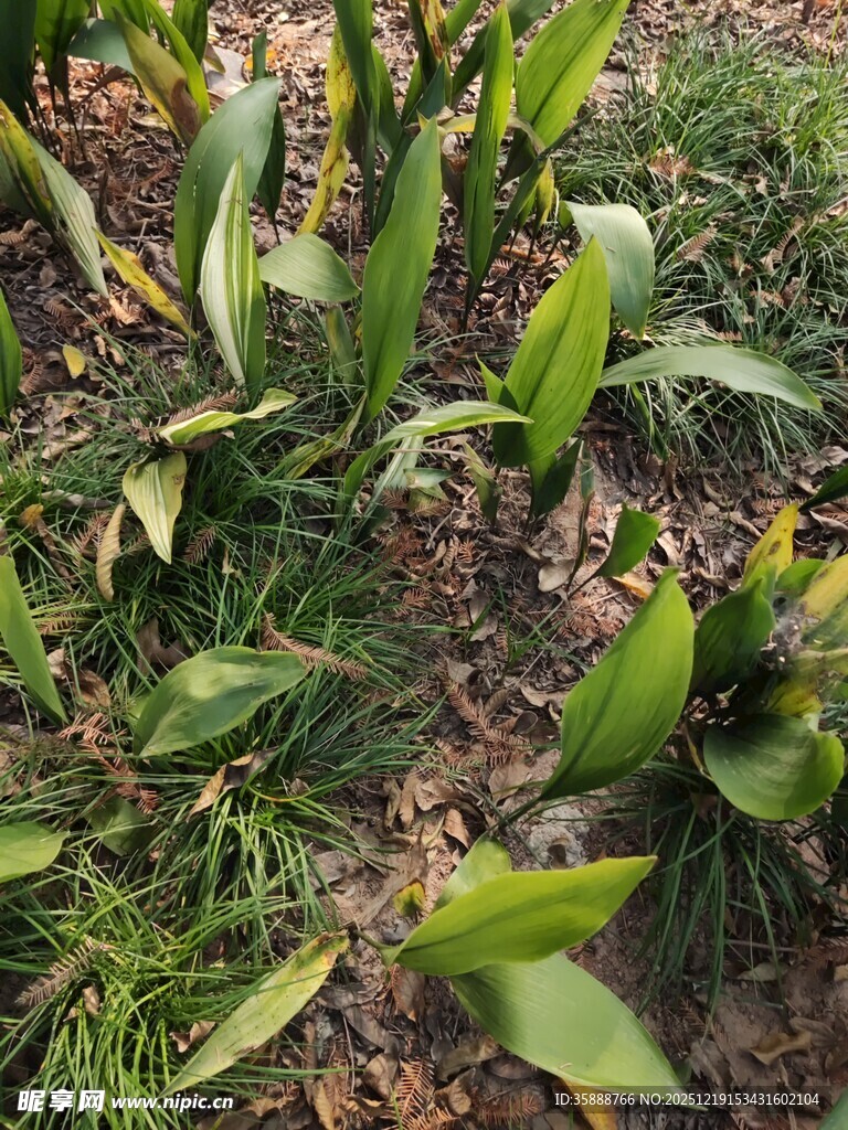 田间生长的嫩绿玉米植株