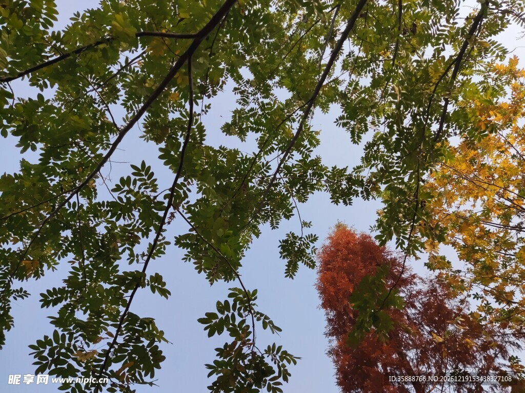 秋日树梢间的斑斓景致