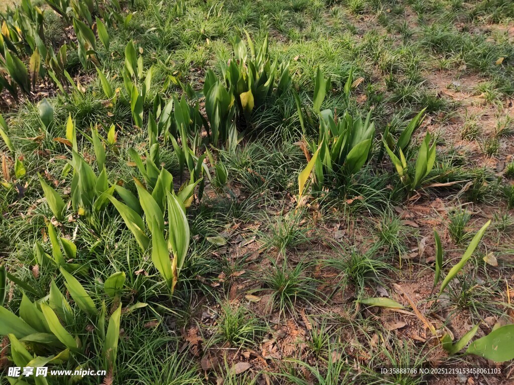 野外生长的绿色植物群落