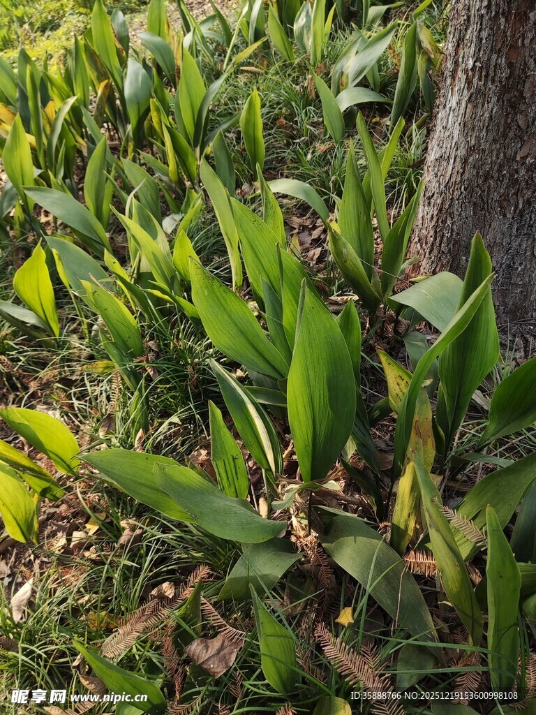树下葱郁绿植生机勃勃