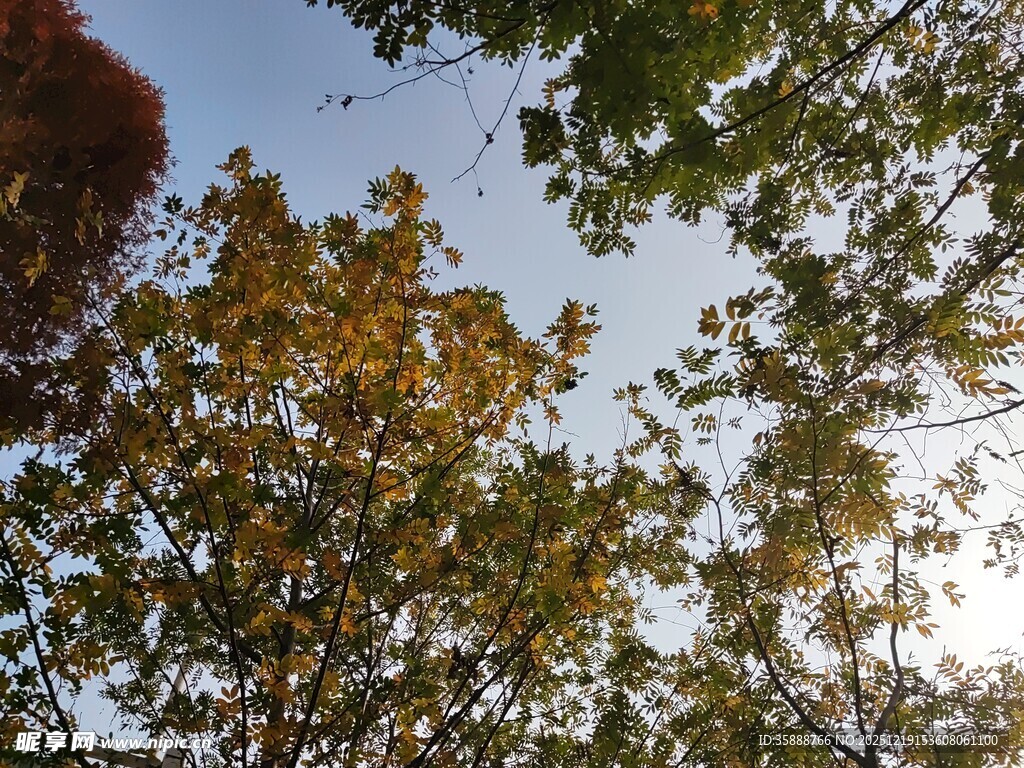 秋日树梢间的蓝天景致