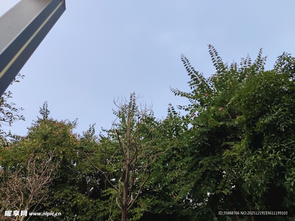 高楼旁的葱郁绿植