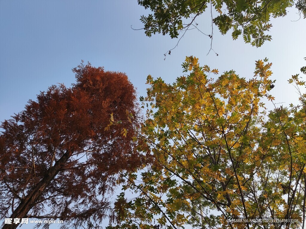 秋日多彩树梢美景