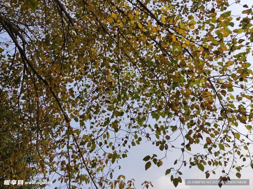 秋日树枝上的斑斓树叶