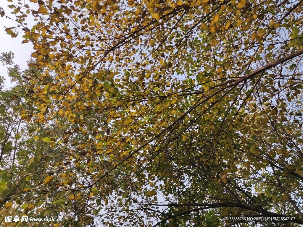 秋日树梢斑斓树叶