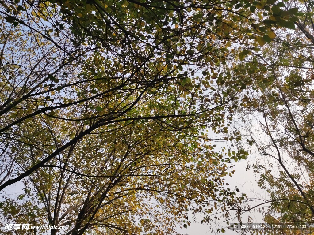 仰视秋日斑驳树枝景象