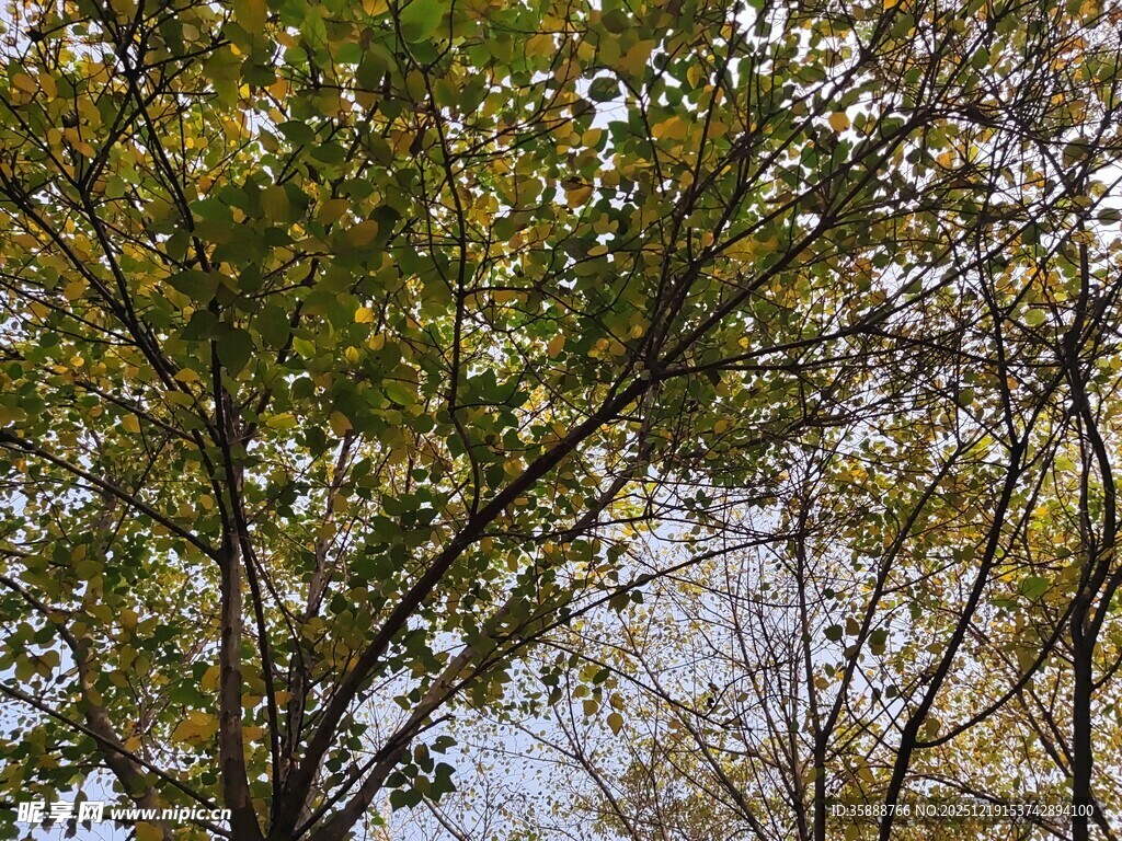 秋日树梢斑驳光影