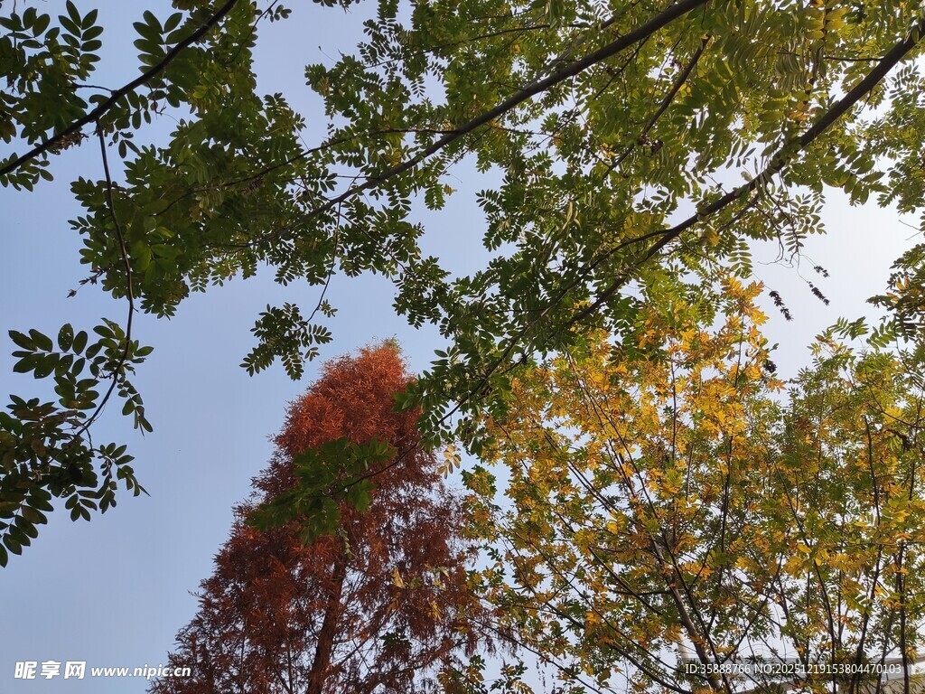 秋日树梢间的斑斓景致