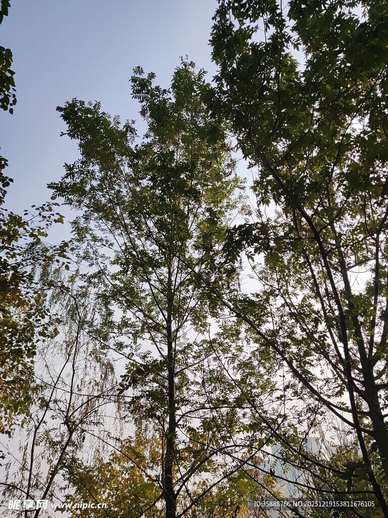 秋日林间树梢景致