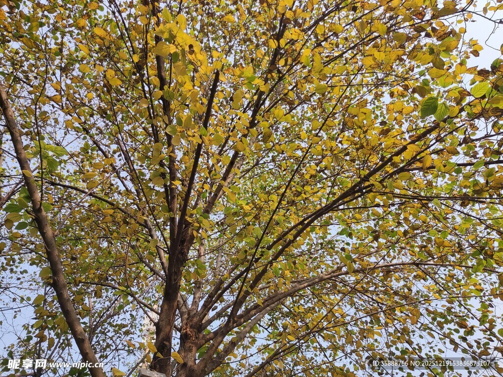 秋日金黄树叶的树木景象