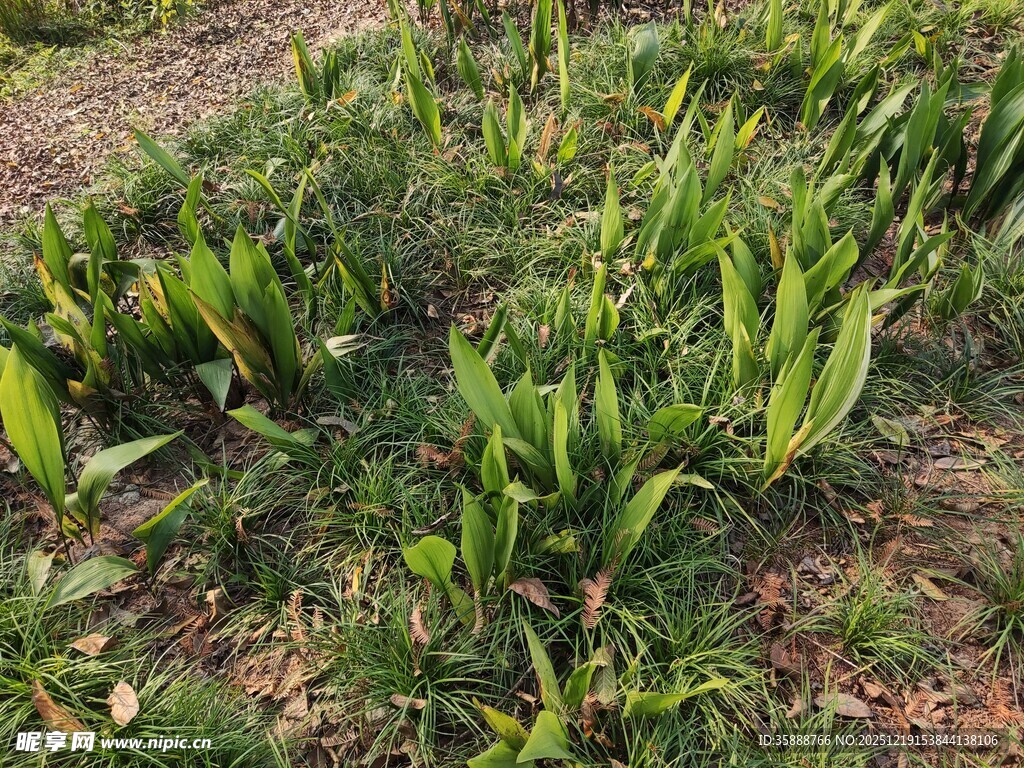 田间嫩绿植物生机勃勃
