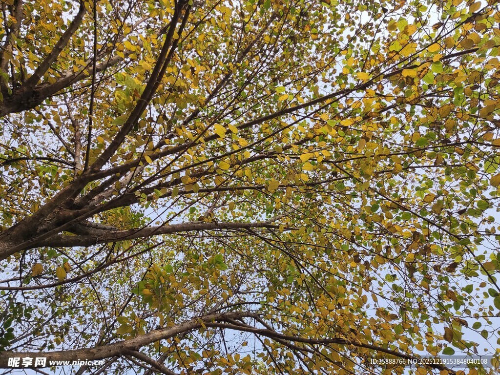 仰视秋日繁茂树枝景象