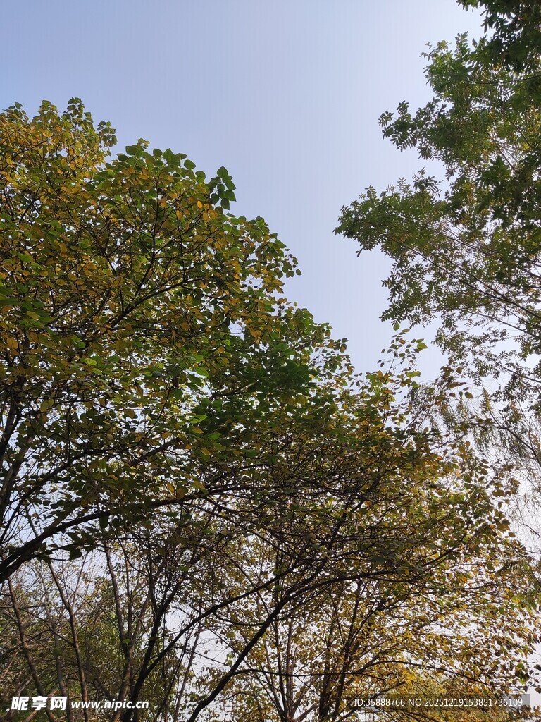 秋日林间树梢景致