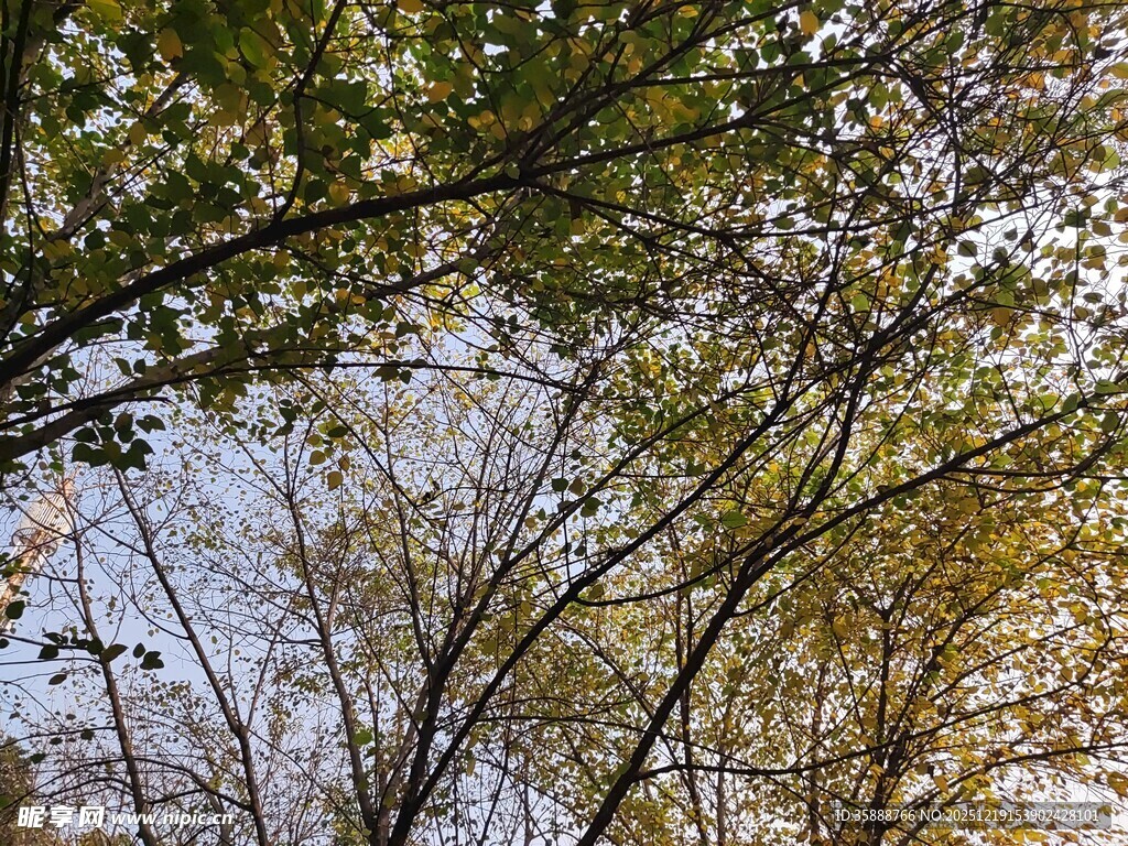 秋日林间树梢景致