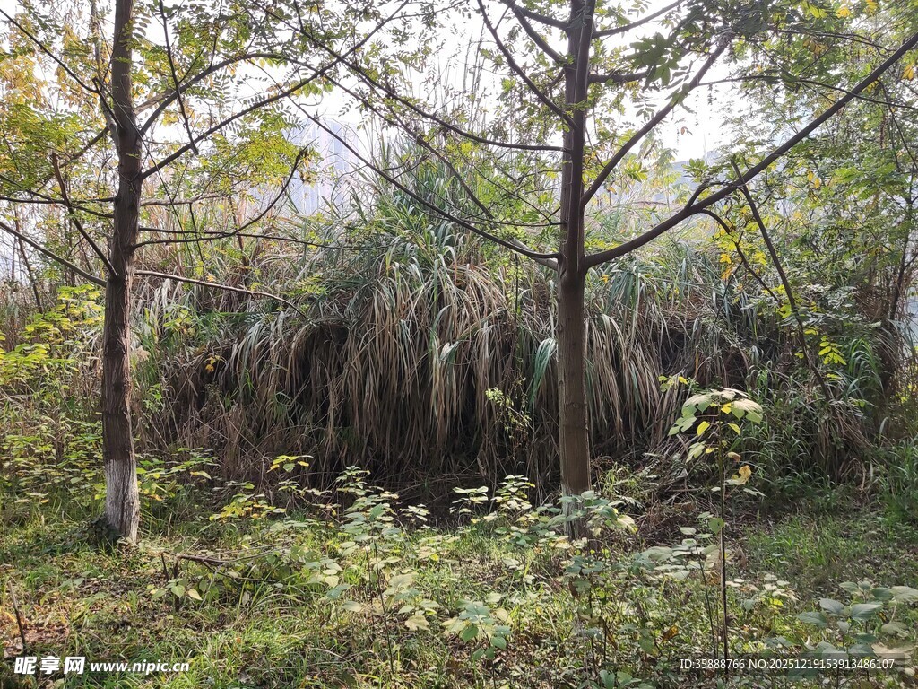 秋日林间茂密植物景观