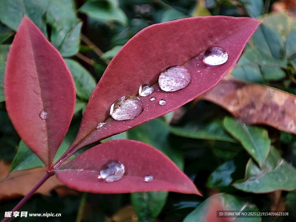 红叶上的晶莹水珠