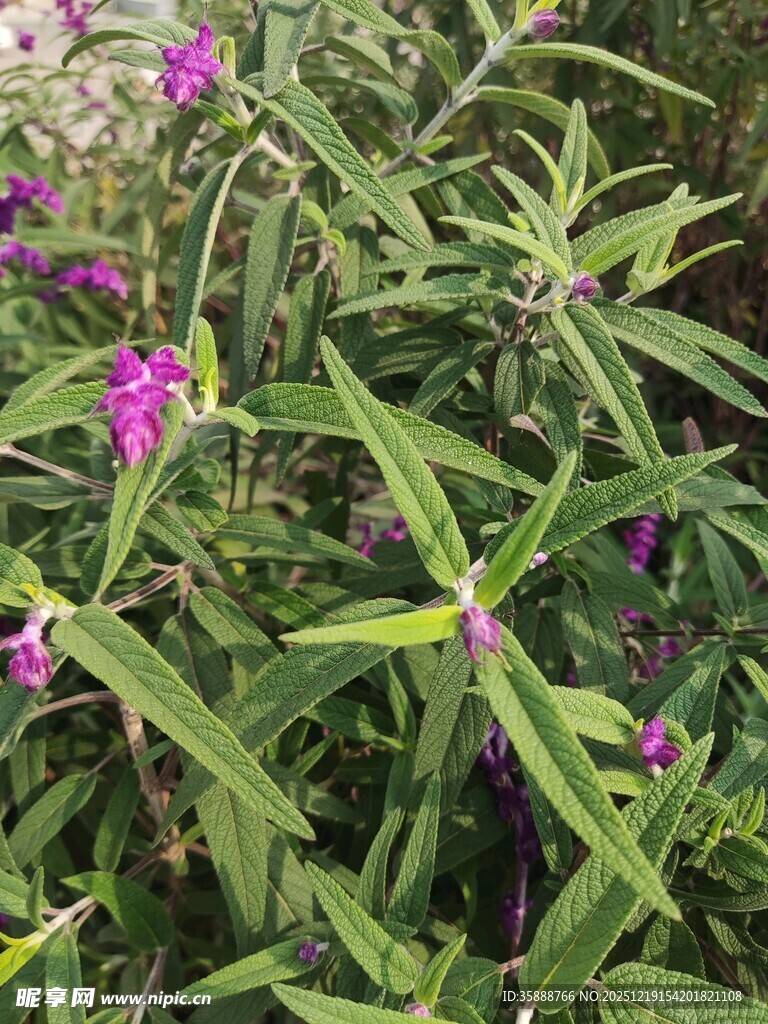紫色花卉与绿叶植物景观
