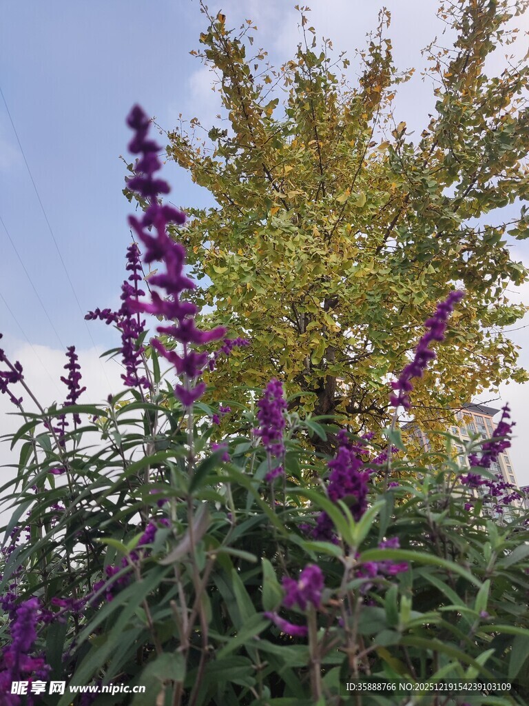 紫色花卉与绿树相映成趣