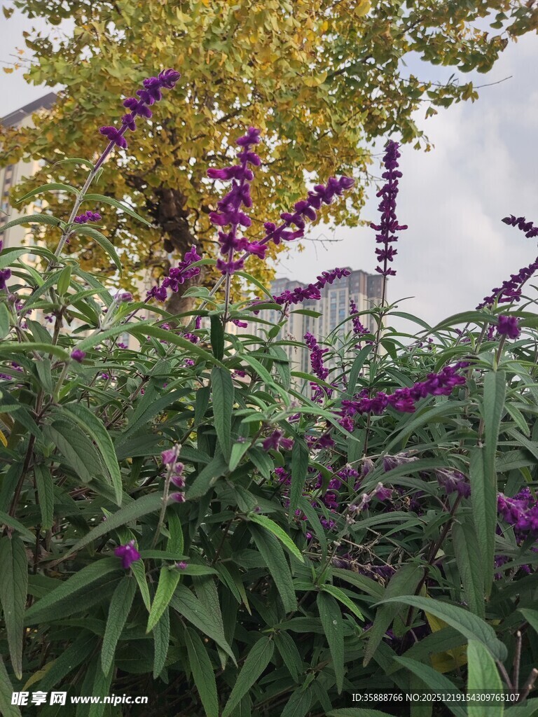 紫色花卉与绿叶相映成趣