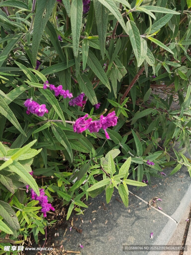 紫色花卉绽放于绿叶间