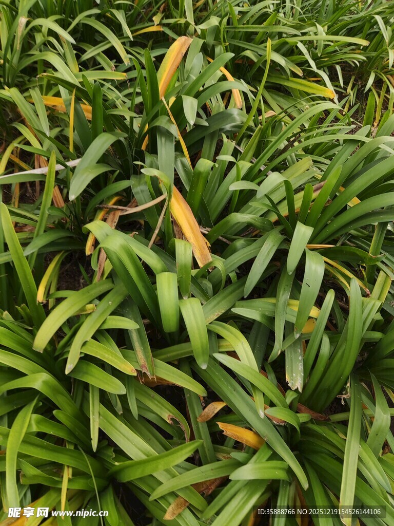 翠绿繁茂的热带植物叶片