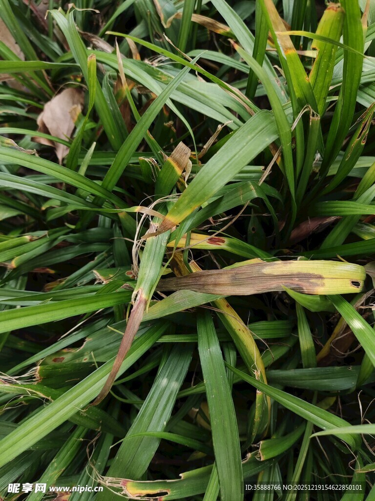 翠绿草丛中的枯黄叶片