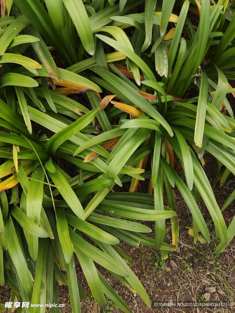 翠绿繁茂的长条状植物叶片