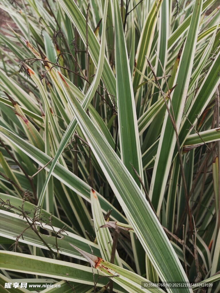 条纹绿叶植物特写