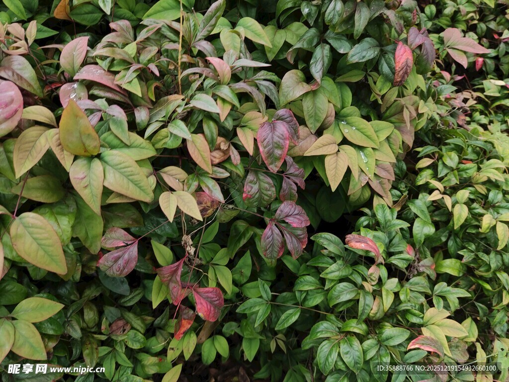 多彩繁茂的植物景观