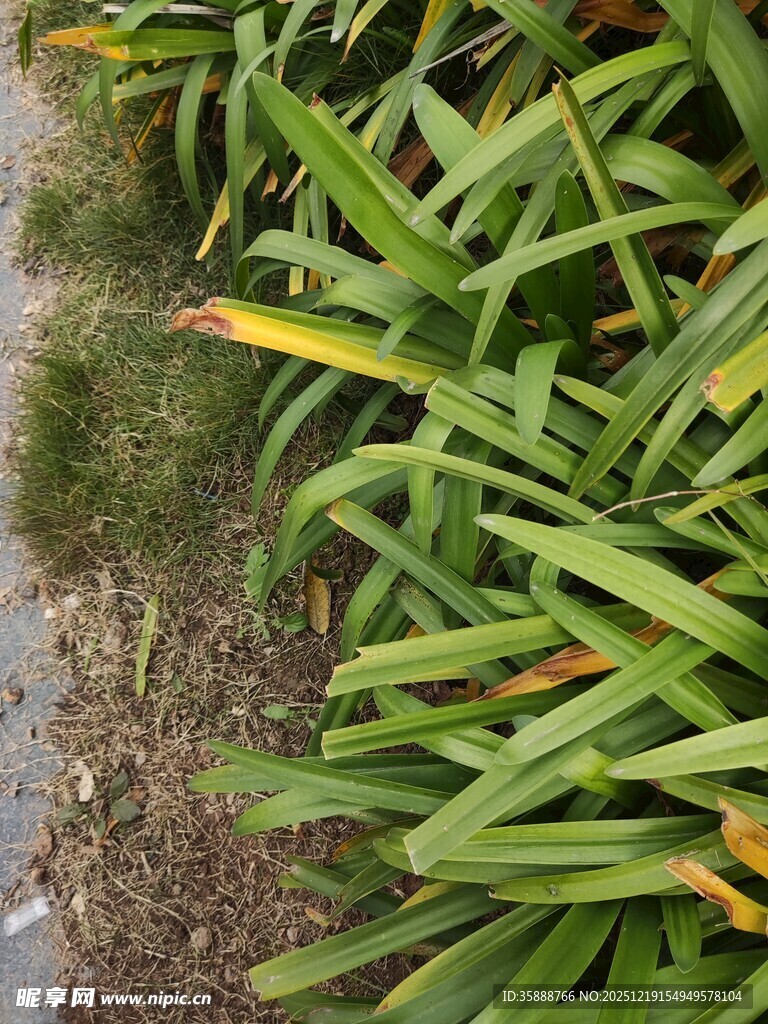 翠绿植物与小径景观