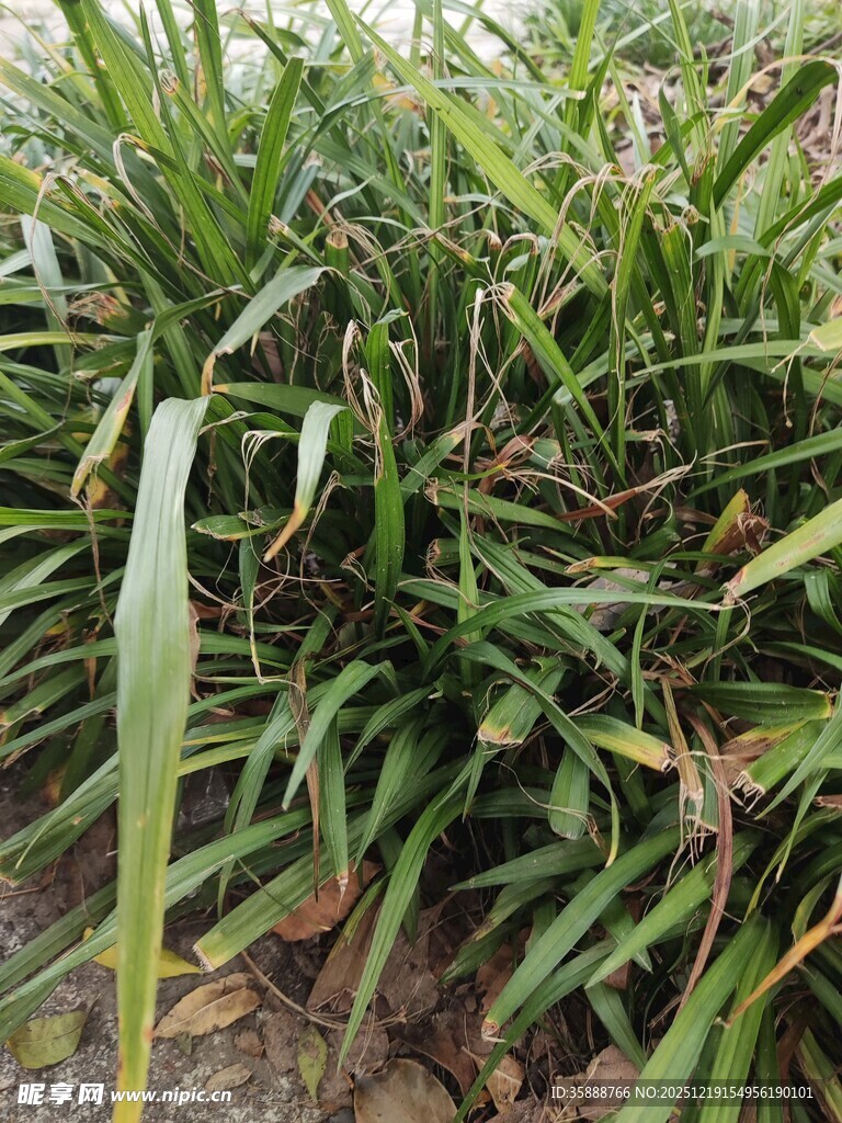 翠绿修长的植物叶片