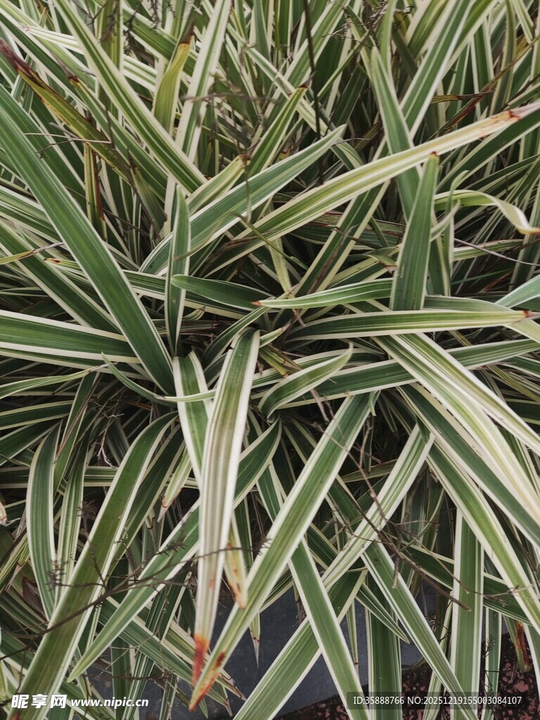 条纹绿植叶片特写