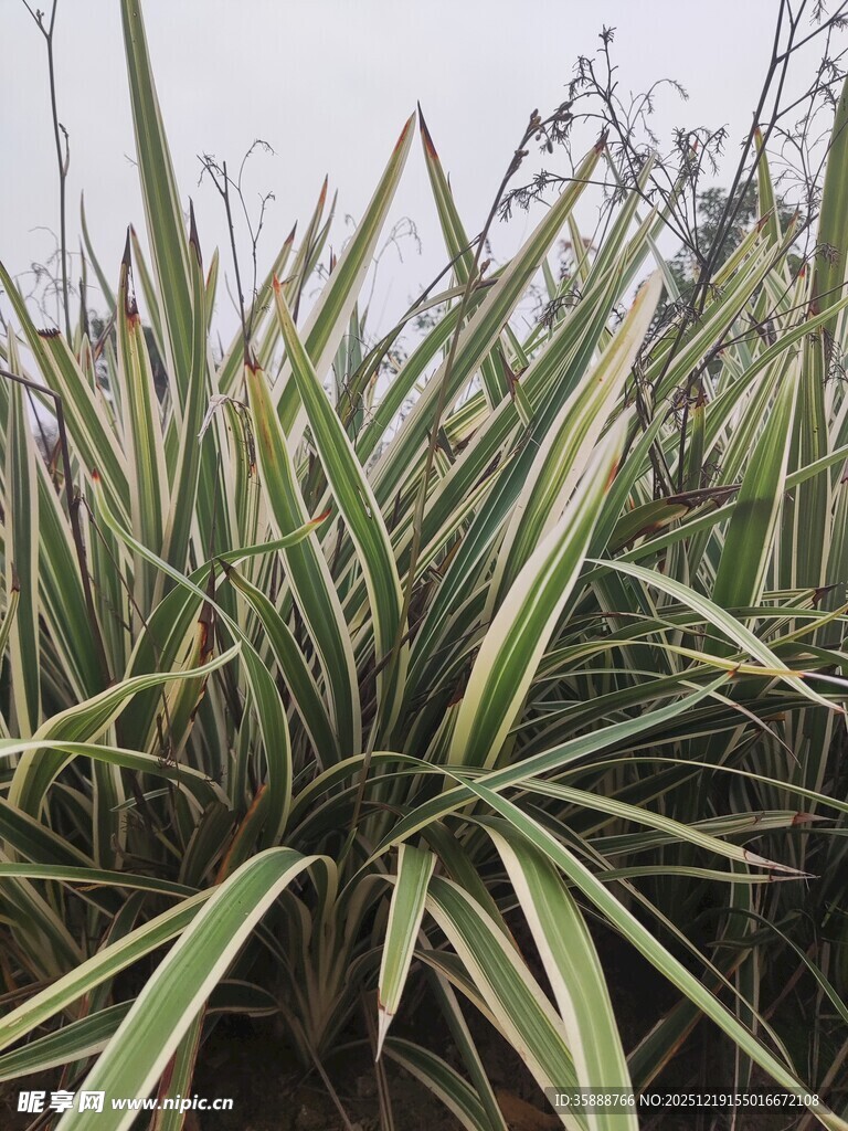 金边麦冬植物景观