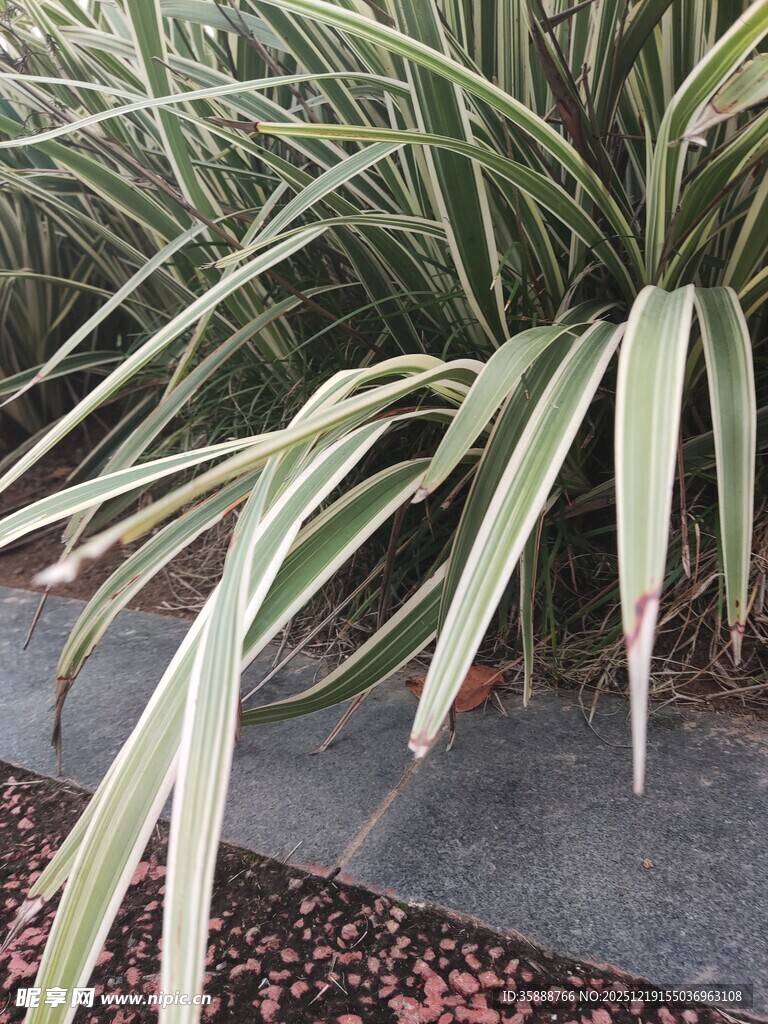 金边麦冬植物特写