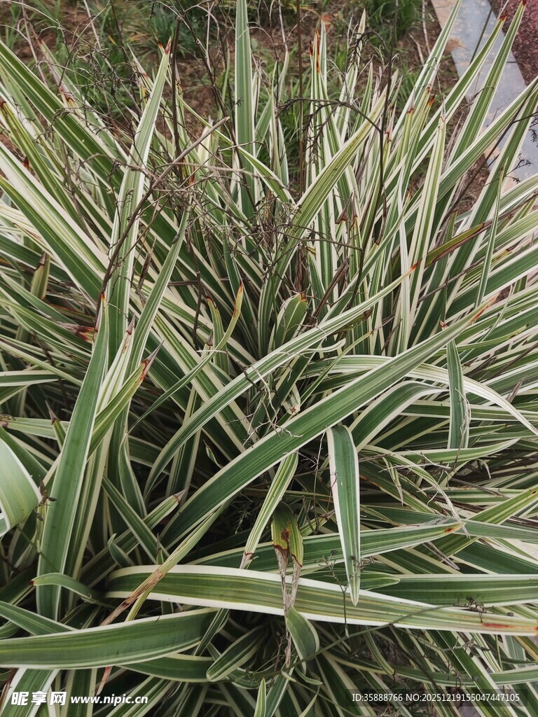 金边麦冬植物特写