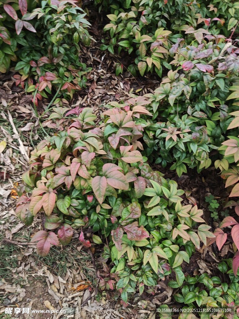 多彩叶片的植物景观