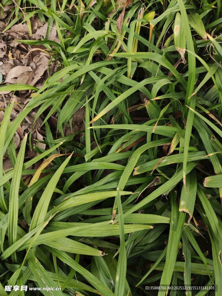 翠绿细长叶片的植物