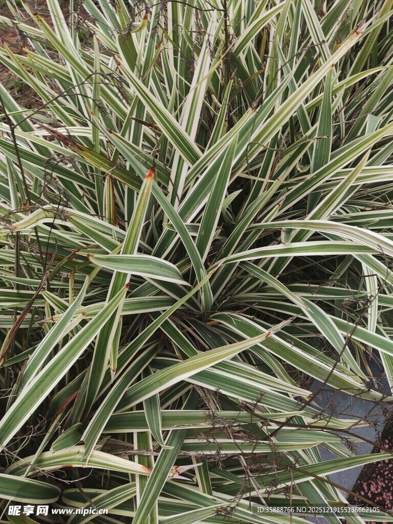 条纹绿叶植物特写