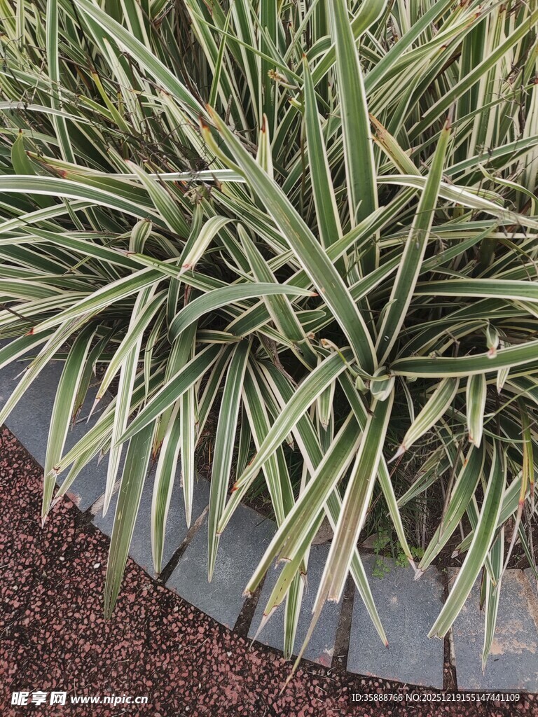 金边麦冬植物特写