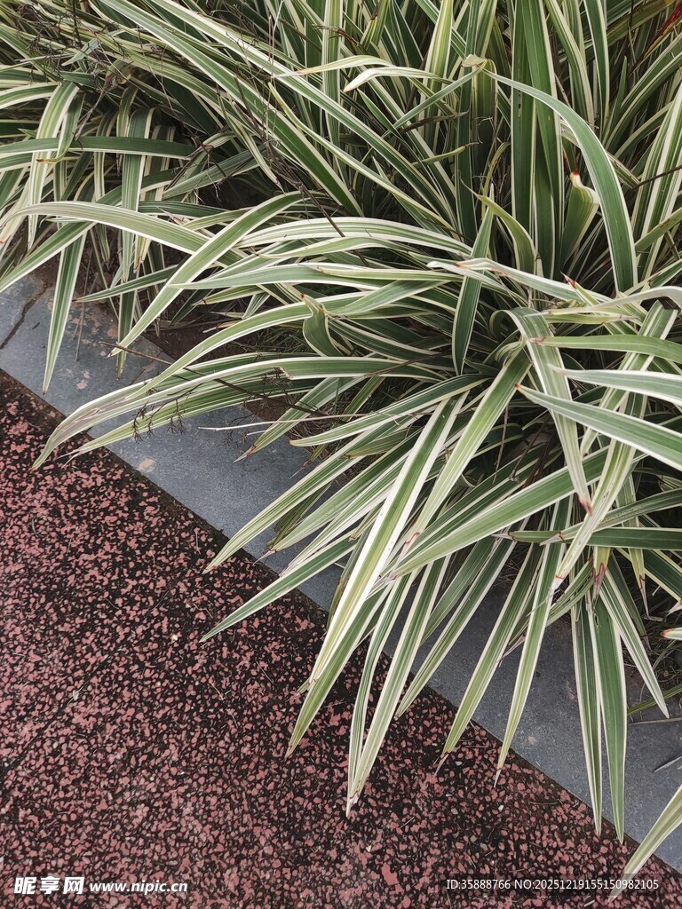 金边麦冬植物景观