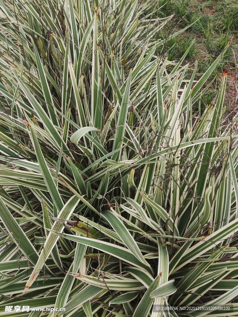 银边麦冬草特写