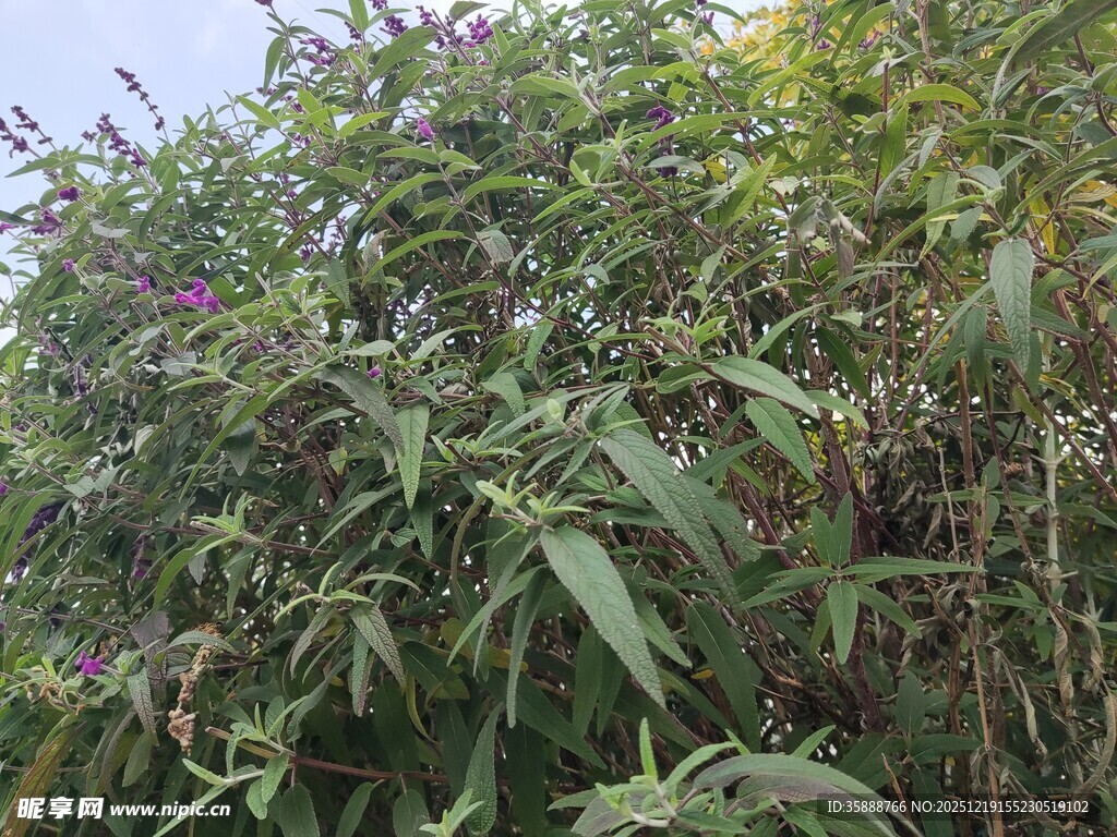繁茂绿植紫色小花点缀